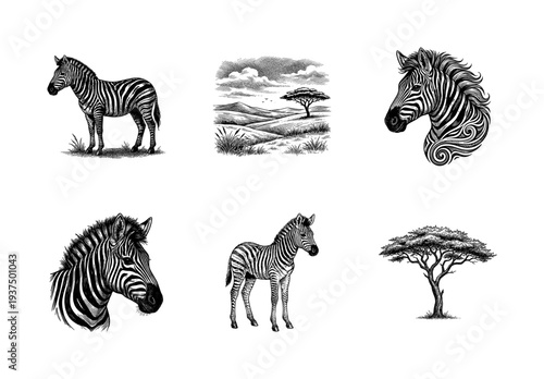 Vintage engraving style zebra and African savanna landscape collection featuring animals and acacia trees