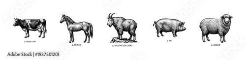 Vintage engraving style collection of domestic and wild farm animals featuring a dairy cow horse mountain goat pig and sheep