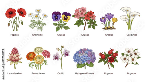 Vibrant Floral Illustrations of Various Flower Species.