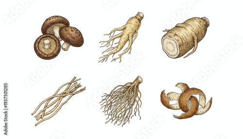 Assorted Mushrooms and Roots Illustration Set.