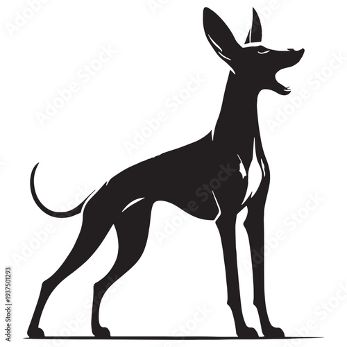 Pharaoh Hound Dog Vector Silhouette, Elegant Egyptian Hunting Breed Illustration, Slim Athletic Sighthound Outline, Rare Ancient Dog Breed Pet Design, Pharaoh Hound Graphic, Canine Art.