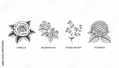 Four different flowers drawn in black and white.