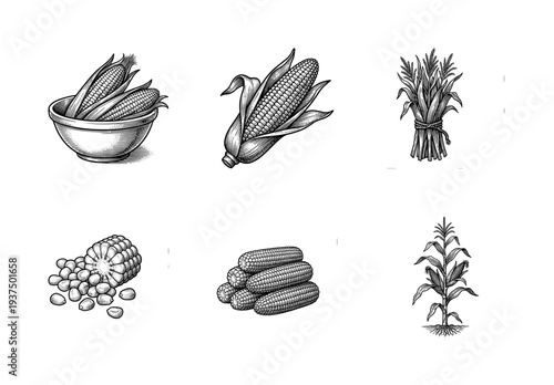 Vintage engraving style corn and maize illustrations featuring whole cobs, husks, kernels, stalks, and harvested bundles for agricultural design.