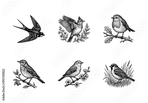 Collection of six vintage engraved bird illustrations featuring a swallow, sparrow, robin, and songbirds in a hand drawn etching style