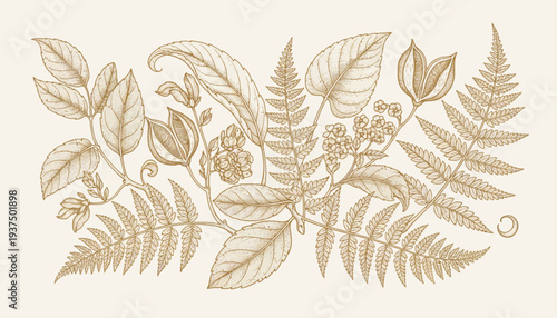Vintage botanical illustration of assorted leaves and ferns in sepia tone.