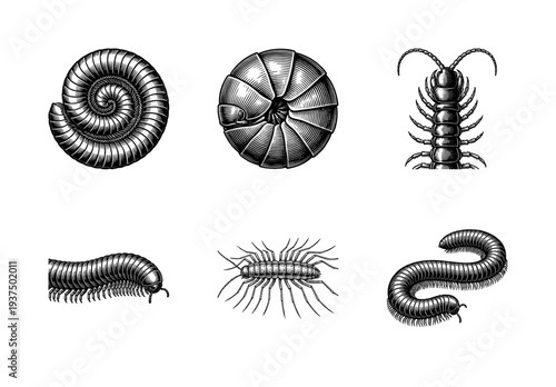 Vintage engraving set of centipedes and millipedes in various coiled and crawling poses, featuring detailed woodcut style line art on a plain surface.