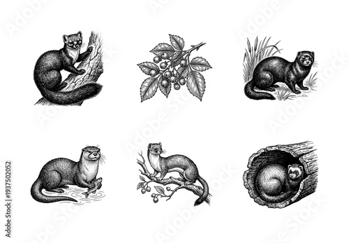 Set of vintage engraved illustrations featuring various mustelids including otters, martens, and ferrets in their natural habitats.