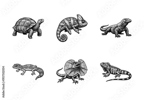 Set of reptile and lizard species illustrations featuring a tortoise, chameleon, komodo dragon, gecko, frilled neck lizard, and iguana in a vintage hand-drawn engraving style.