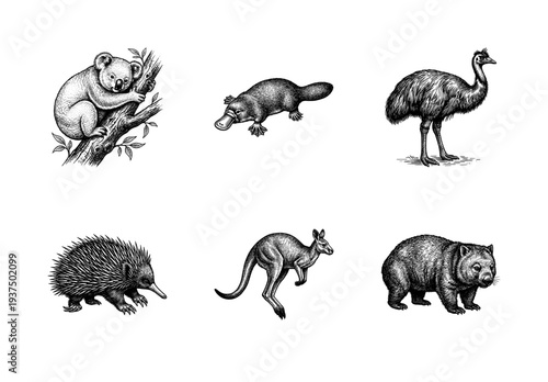 Set of hand drawn Australian animals in vintage woodcut style including kangaroo, koala, platypus, echidna, wombat and emu.