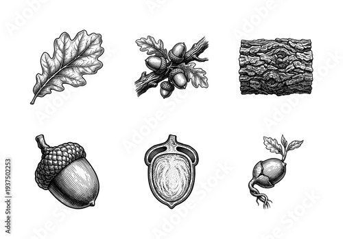 Vintage engraving of oak tree elements including lobed leaf, acorns on branch, textured bark, cross section, and sprouting seedling in a botanical sketch style.