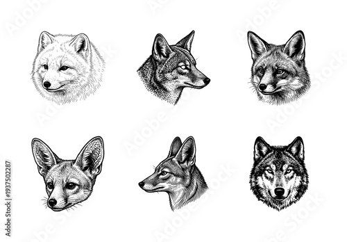 Set of wild canid heads featuring wolf, fox, and coyote in detailed vintage woodcut and engraving style illustrations