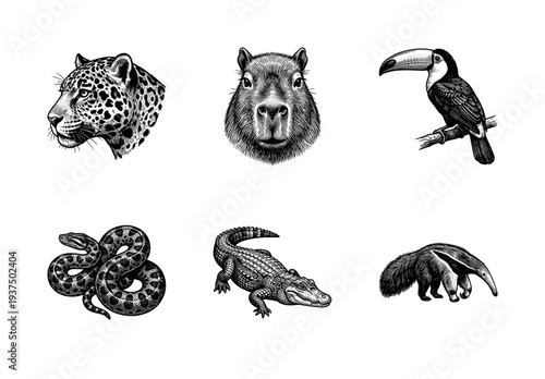 Set of vintage woodcut style illustrations of South American rainforest animals including jaguar capybara toucan anaconda caiman and giant anteater