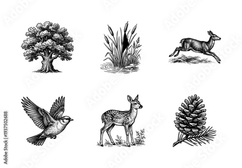 Vintage woodcut style nature collection featuring forest animals plants and botanical elements in black ink line art