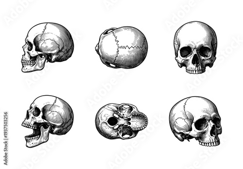 Vintage anatomical human skull illustrations in multiple angles including lateral frontal superior and inferior views with etched line art style