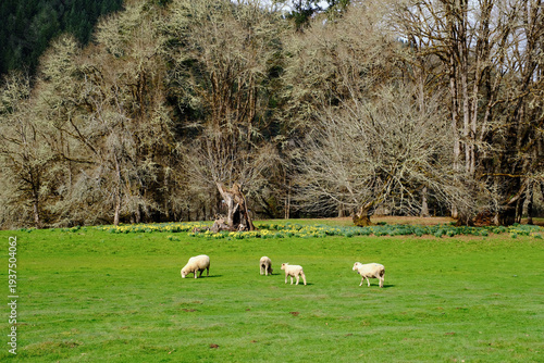 Grazing sheep in the lush Oregon farmland