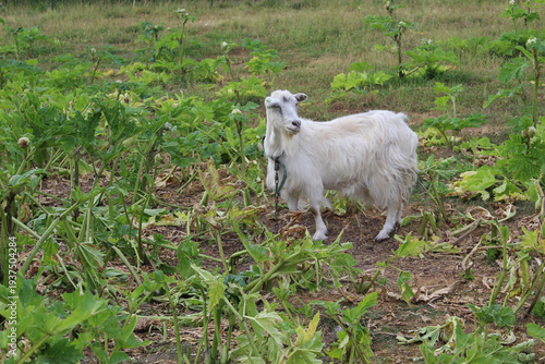 White goat in a field of giant hogweed in Sece, Latvia