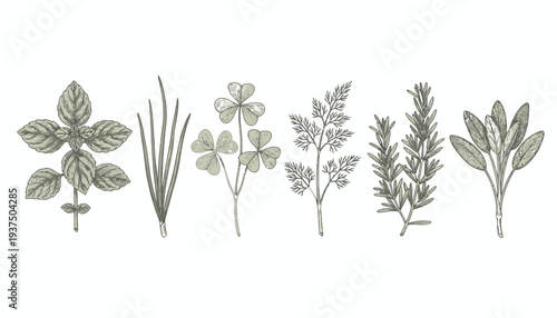 Collection of various herbs and plants in a minimalist style.