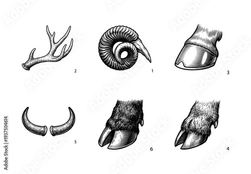 Vintage engraving style illustration of animal horns, antlers, and hooves collection including ram, deer, and cattle anatomical parts