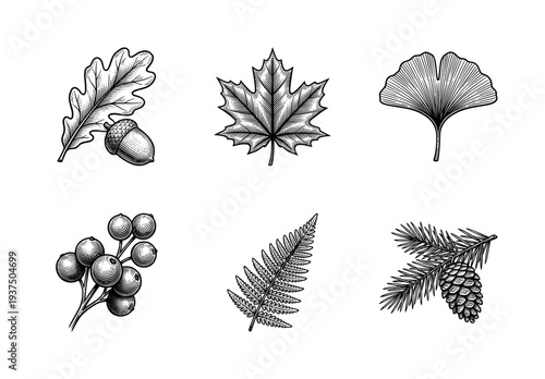 Vintage woodcut style botanical illustrations of oak maple ginkgo leaves berries fern and pine cone set in black and white line art