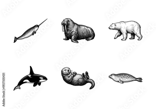Set of vintage woodcut style illustrations featuring arctic marine mammals and polar bear on a white background