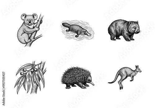 Vintage engraving style collection of Australian wildlife featuring koala, platypus, wombat, echidna, kangaroo, and eucalyptus branch illustrations.
