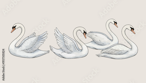 Four white swans in different poses on a plain background.