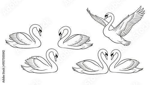 Set of five black and white swan illustrations in various poses.