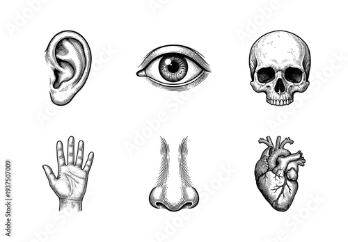 Set of anatomical human body parts and organs in vintage woodcut engraving style including ear, eye, skull, hand, nose, and heart.