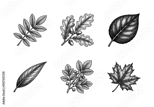 Vintage botanical engraving set featuring various tree leaves acorns and berries in a detailed woodcut style