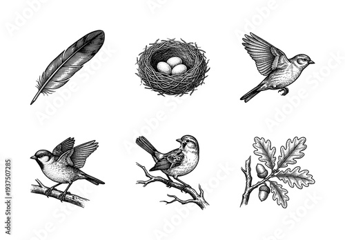 Vintage engraving collection of sparrows, bird nest with eggs, feather, and oak branch with acorns in a detailed woodcut style