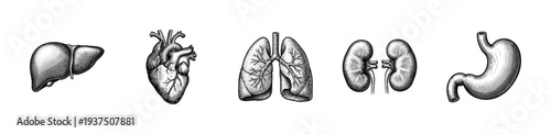 Vintage engraving collection of human internal organs including liver heart lungs kidneys and stomach for medical and anatomical illustration