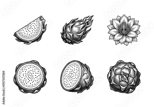 Vintage engraving style dragon fruit collection featuring whole fruit, cross sections, slices and tropical cactus flower blossoms on white