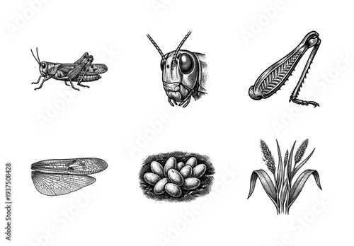 Vintage engraving style illustration of grasshopper anatomy and life cycle elements including eggs, wings, leg, and grain plant.