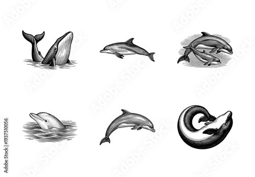 Vintage engraving set of whales and dolphins in various swimming poses featuring detailed hatching and classic linework style.