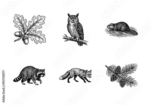 Vintage woodland wildlife and forest flora collection featuring engraved illustrations of animals, oak leaves, and pine cones
