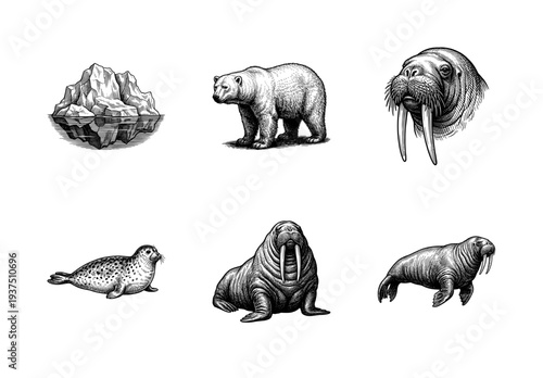 Set of vintage woodcut style illustrations featuring polar bears, walruses, seals, and an arctic iceberg.