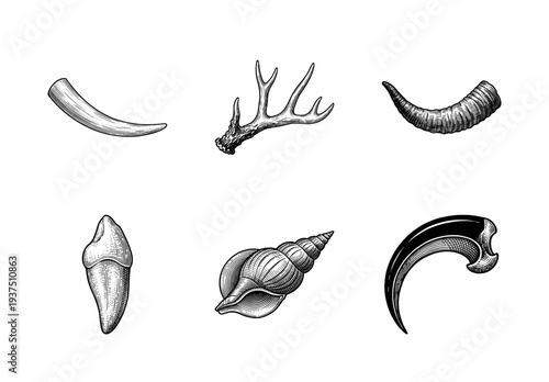 Vintage engraving style collection of animal parts including horn antler tusk shell tooth and claw illustrations in black and white line art