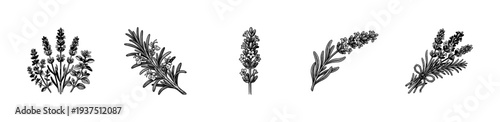 Vintage botanical sketches of lavender and rosemary sprigs in a woodcut engraving style featuring detailed floral bundles and individual herb stems.