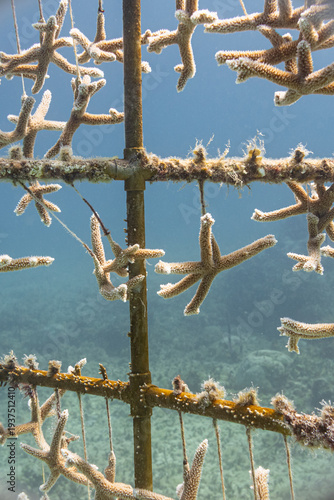 Baby coral in nursery in clear Pacific ocean for reef planting