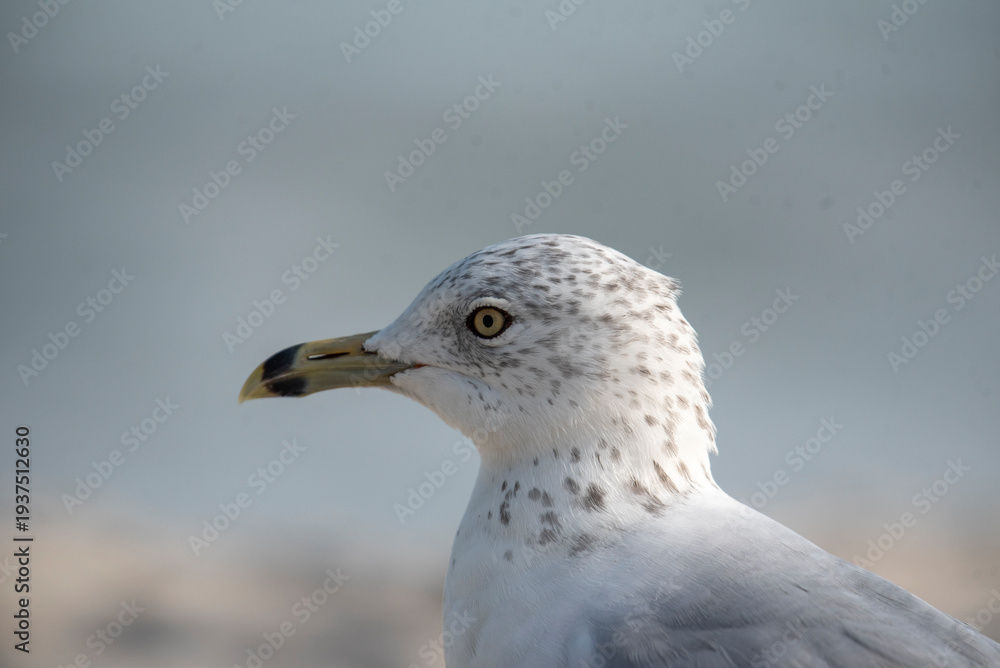 Obraz premium Ring Billed Gull