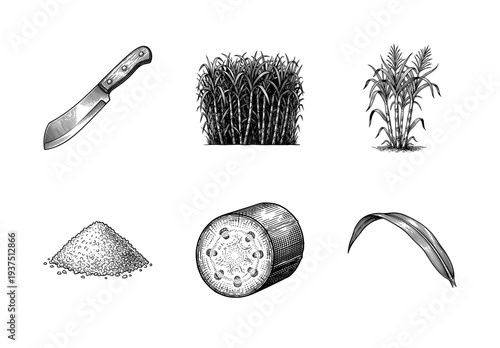 Set of monochrome sugarcane botanical illustrations including sugar crystals, a field stalk, a cross section, a single leaf, and a harvesting knife