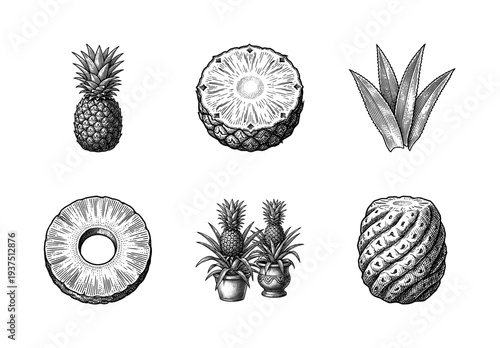 Vintage pineapple engraving collection featuring whole fruit, sliced rings, tropical leaves, and potted plants in a detailed hand drawn woodcut style.