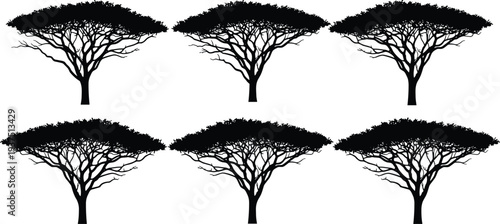 Black silhouette of six African acacia trees with flat tops and spreading branches isolated on white background for safari nature designs