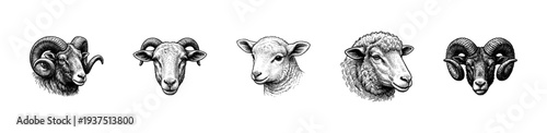Set of sheep and ram head illustrations in a detailed vintage woodcut etching style