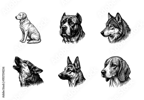 Hand drawn engraving style dog heads and wolf collection featuring various breeds in black and white ink sketch