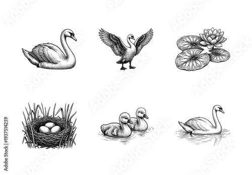 Swan life cycle and pond habitat illustrations in a vintage woodcut engraving style featuring adults cygnets nest with eggs and water lily
