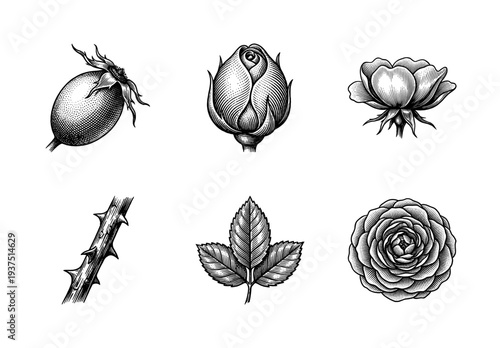 Vintage engraving set of rose botanical elements featuring flower buds, blooming blossoms, prickly stem, rosehip fruit, and serrated leaves.