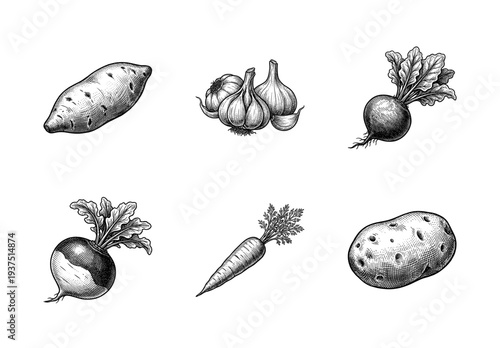 Vintage engraving style collection of root vegetables featuring sweet potato garlic beet turnip carrot and potato