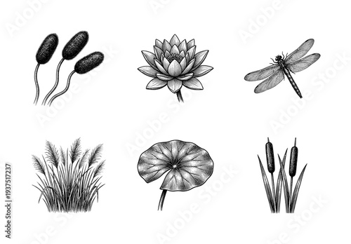 Vintage engraving collection of pond flora and fauna featuring a lotus flower, dragonfly, water lily leaf, cattails, and marsh grasses in a detailed woodcut style