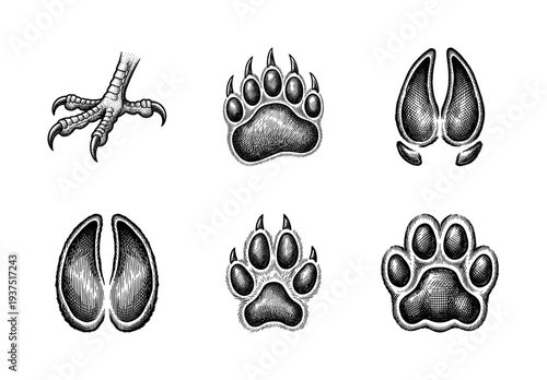 Vintage engraving of animal footprints and wildlife tracks collection featuring bear, bird, deer, and wolf paw prints in a detailed hand drawn sketching style.